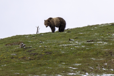 Grizzly Hayden Valley YNP May 2025